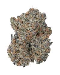 Government Oasis Flower